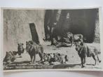 E969 Arnhem Burgers Dierenpark 1943 Leeuw, Verzamelen, Ansichtkaarten | Nederland, Ophalen of Verzenden, 1920 tot 1940, Gelderland