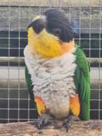 Zwartkop caique man, Mannelijk, Papegaai, Geringd