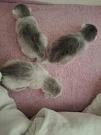 Transylvanian kittens, Dieren en Toebehoren, Katten en Kittens | Raskatten | Korthaar, Meerdere dieren, Gechipt, 0 tot 2 jaar