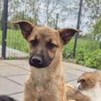 AIN: Lucia, Dieren en Toebehoren, Honden | Niet-rashonden, Rabiës (hondsdolheid), 15 weken tot 1 jaar, Handelaar, Buitenland