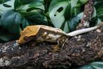 Wimpergekko dame, Hagedis