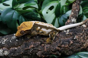 Wimpergekko dame beschikbaar voor biedingen