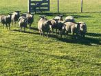 4 rouge dekrammen, Dieren en Toebehoren, Schapen, Geiten en Varkens, Mannelijk, Schaap, 0 tot 2 jaar