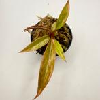 Philodendron Caramel Marble, Huis en Inrichting, Kamerplanten, Verzenden, Halfschaduw, Minder dan 100 cm