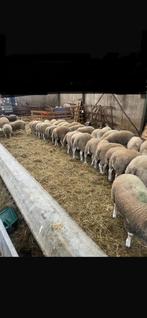 Ruim 40 ram lammeren, Dieren en Toebehoren, Schapen, Geiten en Varkens, Mannelijk, Schaap
