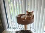 Kater, Kater, Gechipt, 3 tot 5 jaar