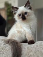 Ragdoll kitten seal point, Poes, Ingeënt, 0 tot 2 jaar