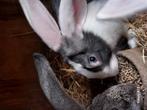 Duitse reuzen, Dieren en Toebehoren, Meerdere dieren, Groot