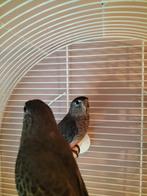 2 jonge bourkse voor €25,00 beide uit buiten volière, Mannelijk, Tropenvogel