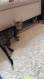 Bengaal kittens raszuiver, Dieren en Toebehoren, Katten en Kittens | Raskatten | Korthaar, Poes, Ontwormd