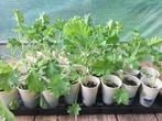 Boerenkool moestuin planten - Per stuk, Ophalen, Volle zon, Groenteplanten, Eenjarig