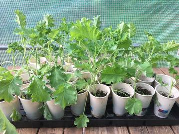 Boerenkool moestuin planten - Per stuk beschikbaar voor biedingen