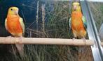 Roodrugparkieten jong., Meerdere dieren, Parkiet