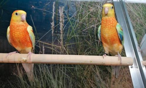 Roodrugparkieten jong., Dieren en Toebehoren, Vogels | Parkieten en Papegaaien, Parkiet, Meerdere dieren