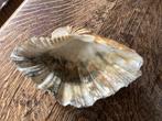 Doopvontschelp 23,5 cm voor, € 15, Verzamelen, Mineralen en Fossielen, Ophalen of Verzenden, Mineraal