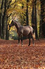 2,5 jarige arabier, Dieren en Toebehoren, Paarden, Gechipt, Minder dan 160 cm, Dressuurpaard, 0 tot 2 jaar