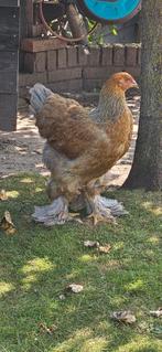 Brahma (Hen), Dieren en Toebehoren, Pluimvee, Meerdere dieren, Kip