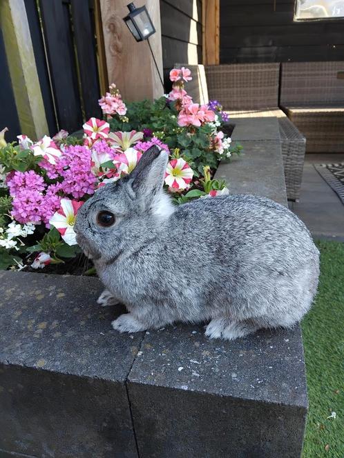 Kleurdwerg chinchilla (fok)voedster, Dieren en Toebehoren, Konijnen, Dwerg, Vrouwelijk