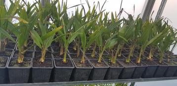 Palmboom fortunei winterhard 30cm beschikbaar voor biedingen