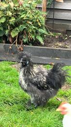 Zijdehoen/krielkip haantje, Dieren en Toebehoren, Pluimvee, Mannelijk, Kip