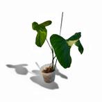 * SUPER Raritet* Philodendron SP Tropical / Oxapapense, Huis en Inrichting, Kamerplanten, Ophalen, Halfschaduw, Minder dan 100 cm
