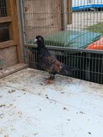 Een syrische man, Dieren en Toebehoren, Mannelijk