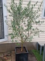 Olijfboom in donkere antraciete pot, Tuin en Terras, Planten | Bomen, Ophalen, Volle zon, Olijfboom, 100 tot 250 cm