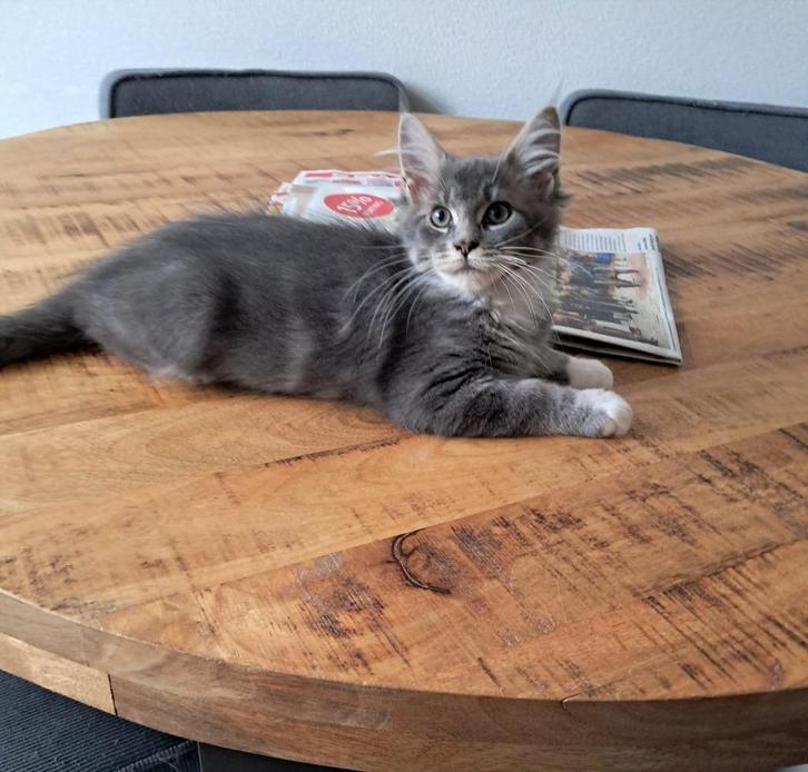 Maine coon, Dieren en Toebehoren, Katten en Kittens | Raskatten | Langhaar, Meerdere dieren, 0 tot 2 jaar, Ontwormd, Ingeënt