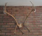 Groot gewei van hert, Ophalen of Verzenden, Zo goed als nieuw, Hert, Gewei of Kop