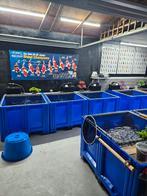 Te koop prachtige koikarpers en benodigheden, Dieren en Toebehoren, Vissen | Vijvervissen, Karper of Koi