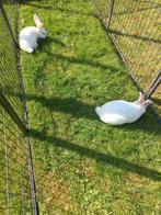 Jonge witte wener konijnen, Dieren en Toebehoren, Konijnen, Meerdere dieren, Middelgroot, 0 tot 2 jaar