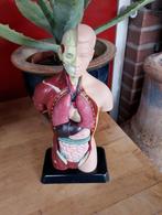 Vintage stijl demontabel anatomie van een mens, Antiek en Kunst, Curiosa en Brocante, Ophalen of Verzenden