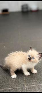 Ragdoll kittens, Dieren en Toebehoren, Katten en Kittens | Raskatten | Korthaar, Meerdere dieren, Ontwormd