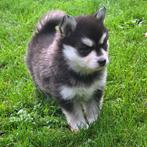 F3 Pomsky pups (mini-husky), Dieren en Toebehoren, Honden | Poolhonden, Keeshonden en Oertypen, België, Fokker | Hobbymatig, Rabiës (hondsdolheid)