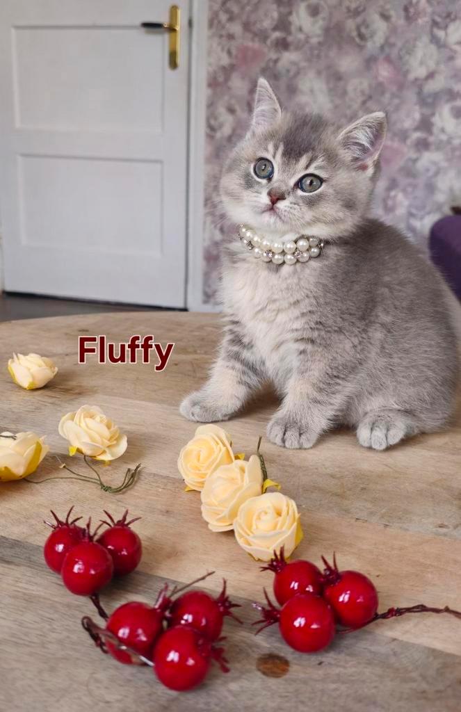 Britse korthaar kittens, Dieren en Toebehoren, Katten en Kittens | Raskatten | Korthaar, Meerdere dieren, 0 tot 2 jaar