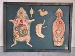 Zeldzaam lesmodel Anatomie Cavia  halfreliëf bord Jaren 20, Verzenden