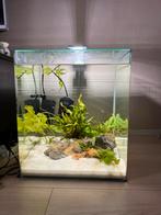 Aquarium cube, Dieren en Toebehoren, Vissen | Aquaria en Toebehoren, Ophalen, Zo goed als nieuw, Gevuld zoetwateraquarium