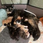 Prachtige kittens, 19/20 augustus geboren, Dieren en Toebehoren, Poes