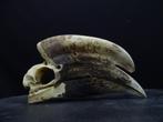hornbil schedels skulls africa taxidermy skullcollectie, Ophalen of Verzenden