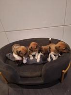 Jack russel pups, Dieren en Toebehoren, Rabiës (hondsdolheid), Jack Russell Terriër, 8 tot 15 weken, Meerdere