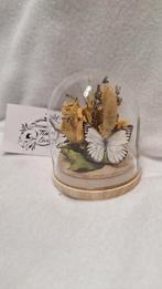 Vlinder in stolp, Ophalen of Verzenden, Nieuw, Insect, Opgezet dier