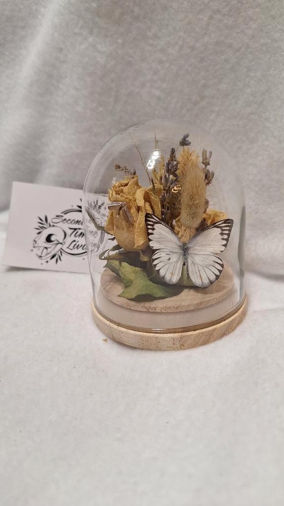 Vlinder in stolp, Verzamelen, Dierenverzamelingen, Nieuw, Opgezet dier, Insect, Ophalen of Verzenden