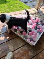 Ballen bak (honden), Ophalen