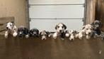 Prachtige Duitse Dog Pups 8 wkn, Dieren en Toebehoren, Overige rassen, CDV (hondenziekte), 8 tot 15 weken, Meerdere