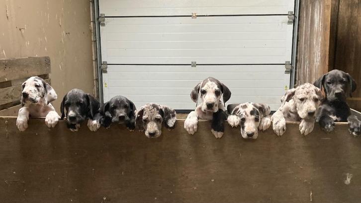 Prachtige Duitse Dog Pups 9 wkn, Dieren en Toebehoren, Honden | Bulldogs, Pinschers en Molossers, Meerdere dieren, Overige rassen