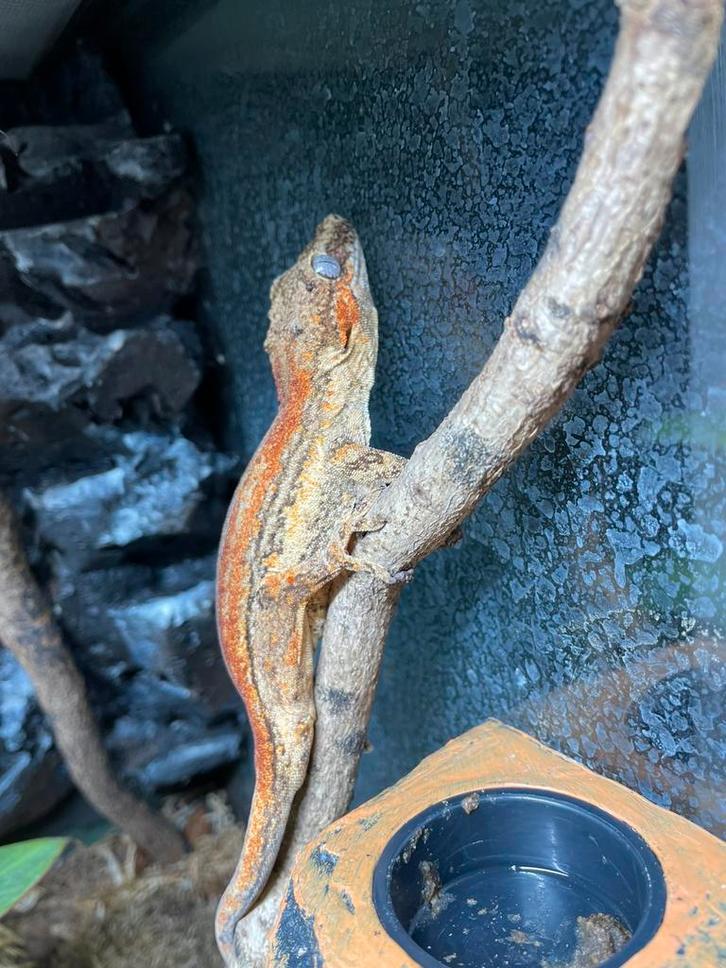 Gargoyle gecko man, Dieren en Toebehoren, Reptielen en Amfibieën, Hagedis