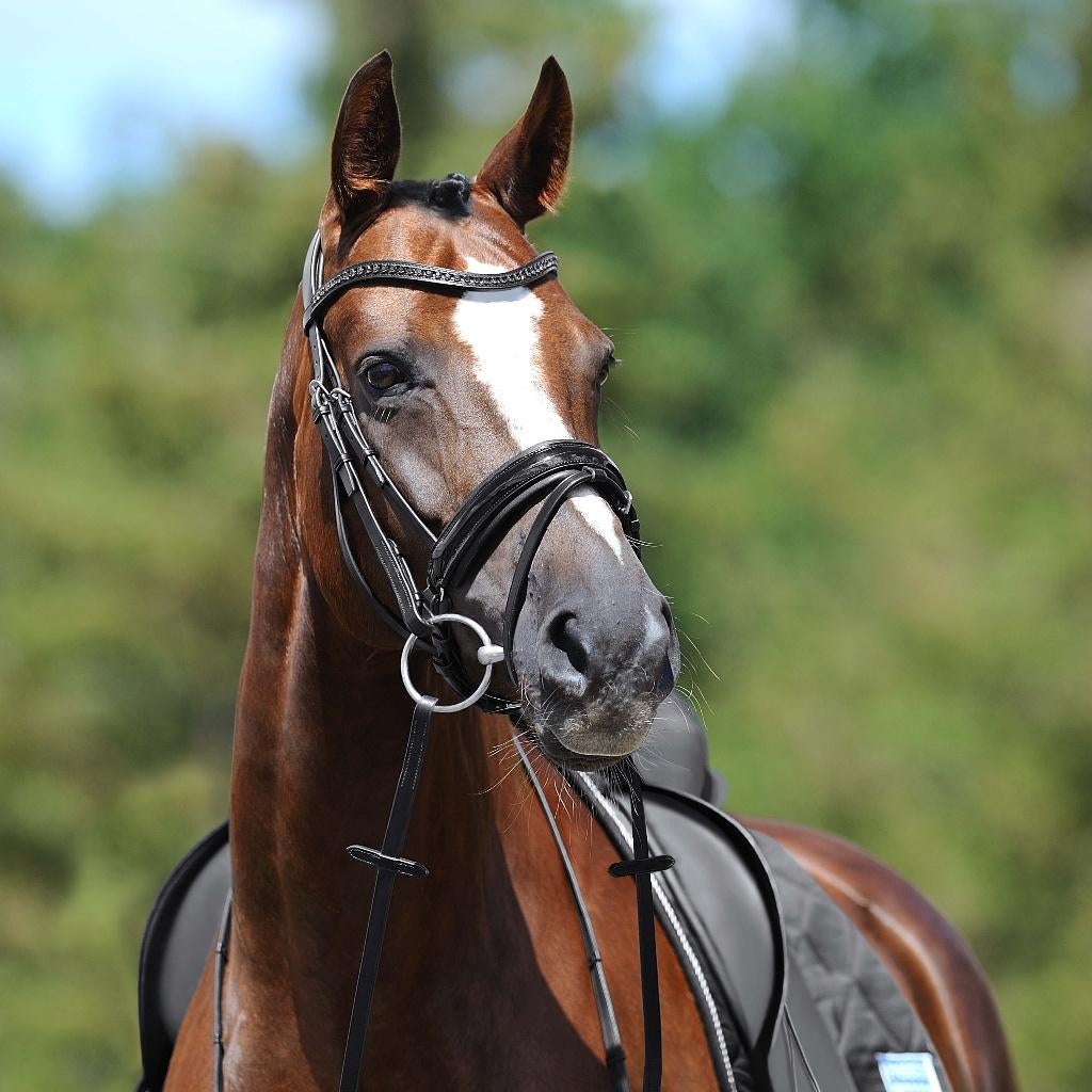 Passier Apollo Hoofdstel, Zwart, Cob en Full, Ophalen of Verzenden, Nieuw, Dressuur