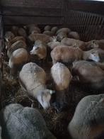 46 texelaars te koop, Vrouwelijk, Schaap