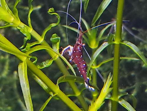 Caridina dennerli, kardinaal garnaal, Dieren en Toebehoren, Vissen | Aquariumvissen, Kreeft, Krab of Garnaal