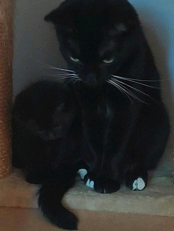 Kittens, Dieren en Toebehoren, Kattenbakken, Ophalen